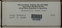 Stemonitis fusca image